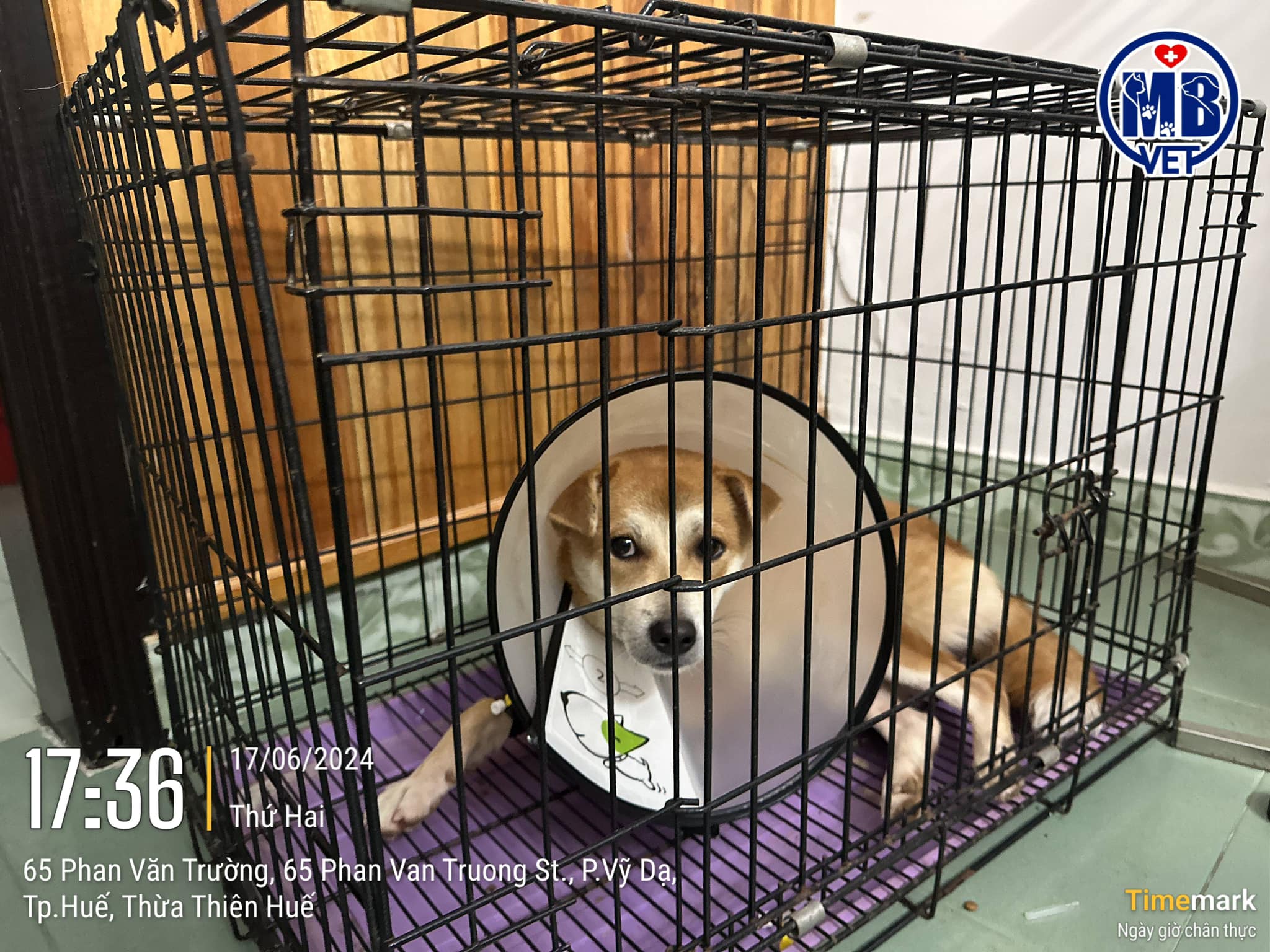 Bảng giá thú y tại Huế
