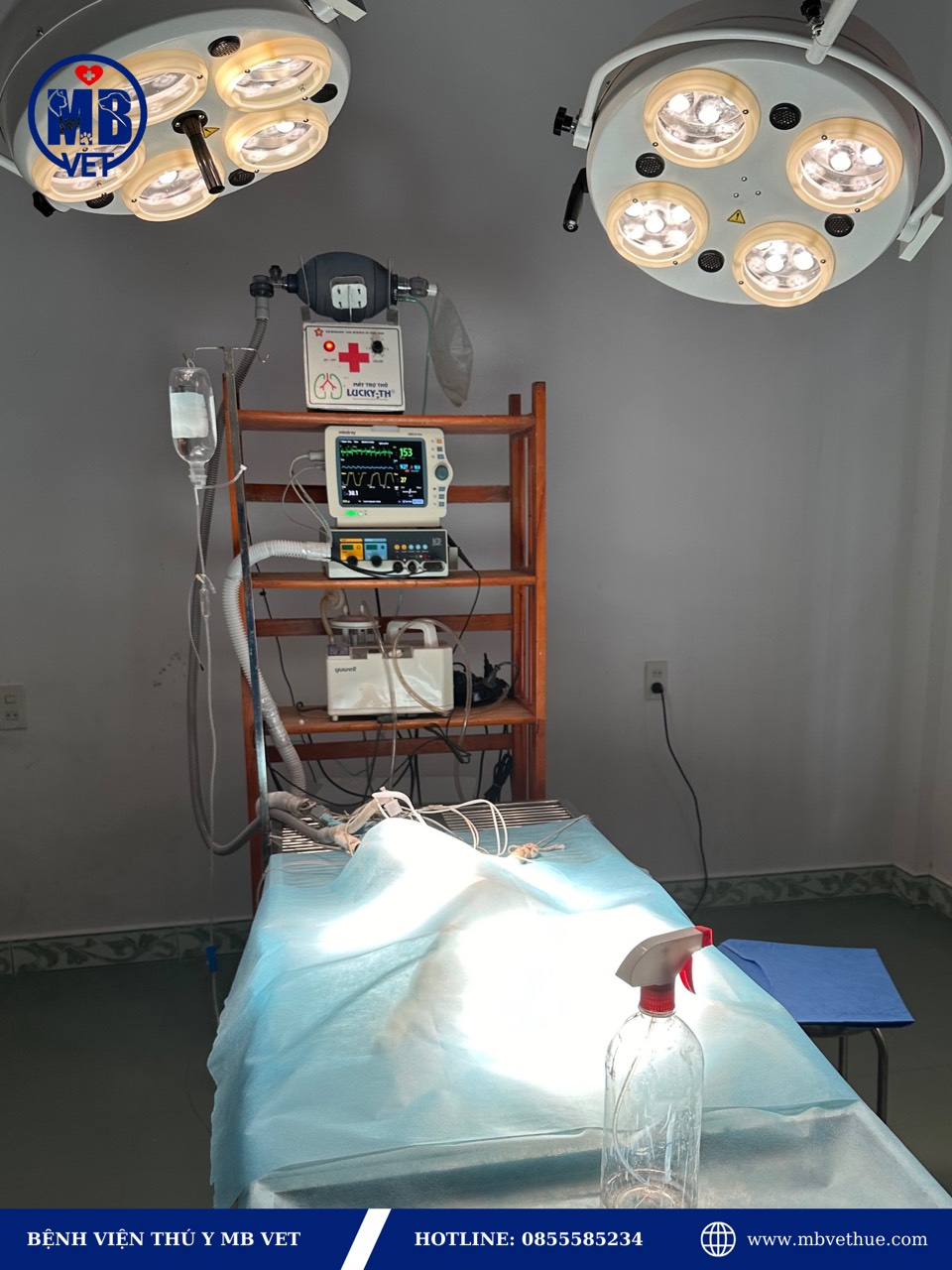 Bệnh viện thú y gần đây