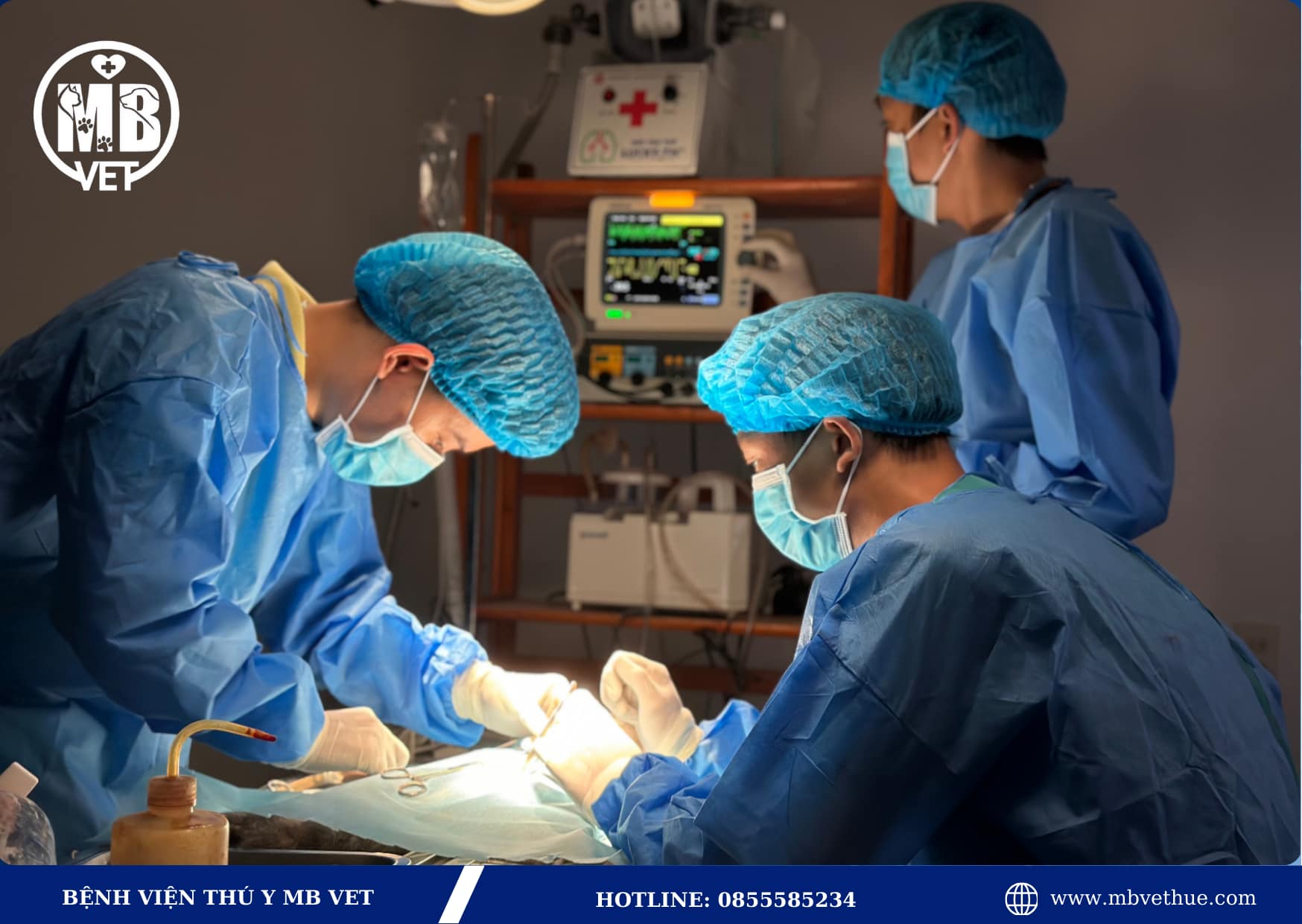 Bệnh viện thú y tại Huế