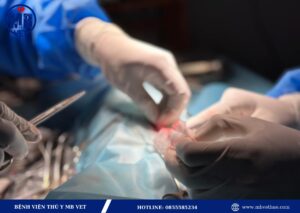 Bác sĩ thú y ở Huế