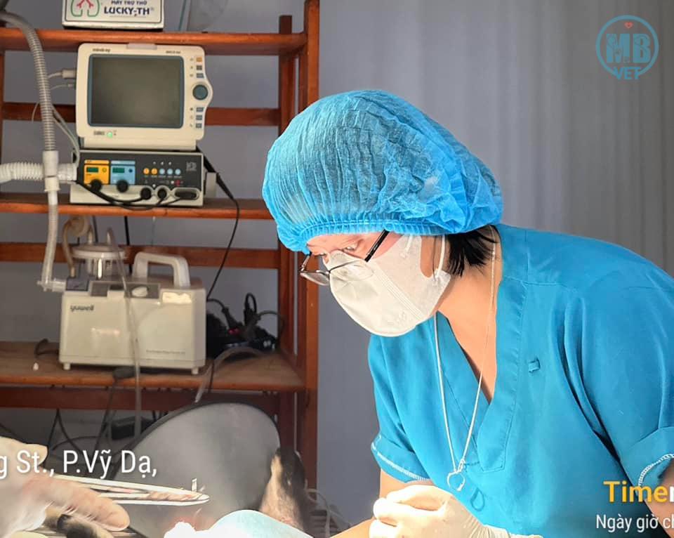 Bác sĩ thú y ở Huế