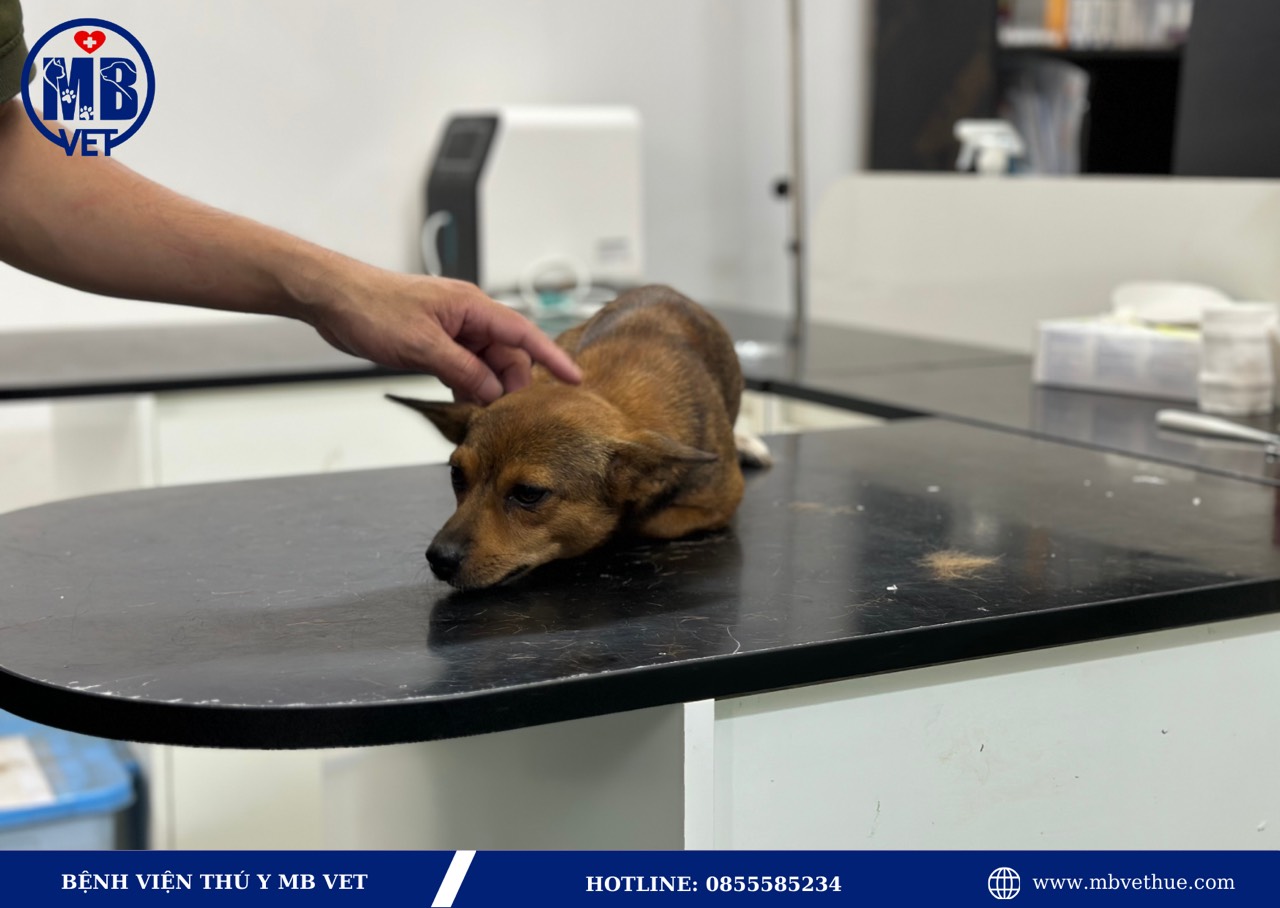 Bác sĩ thú y ở Huế