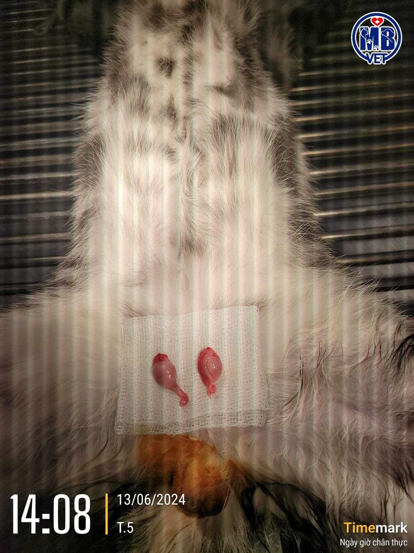 Bác sĩ thú y online