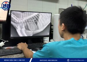 Bác sĩ thú y online