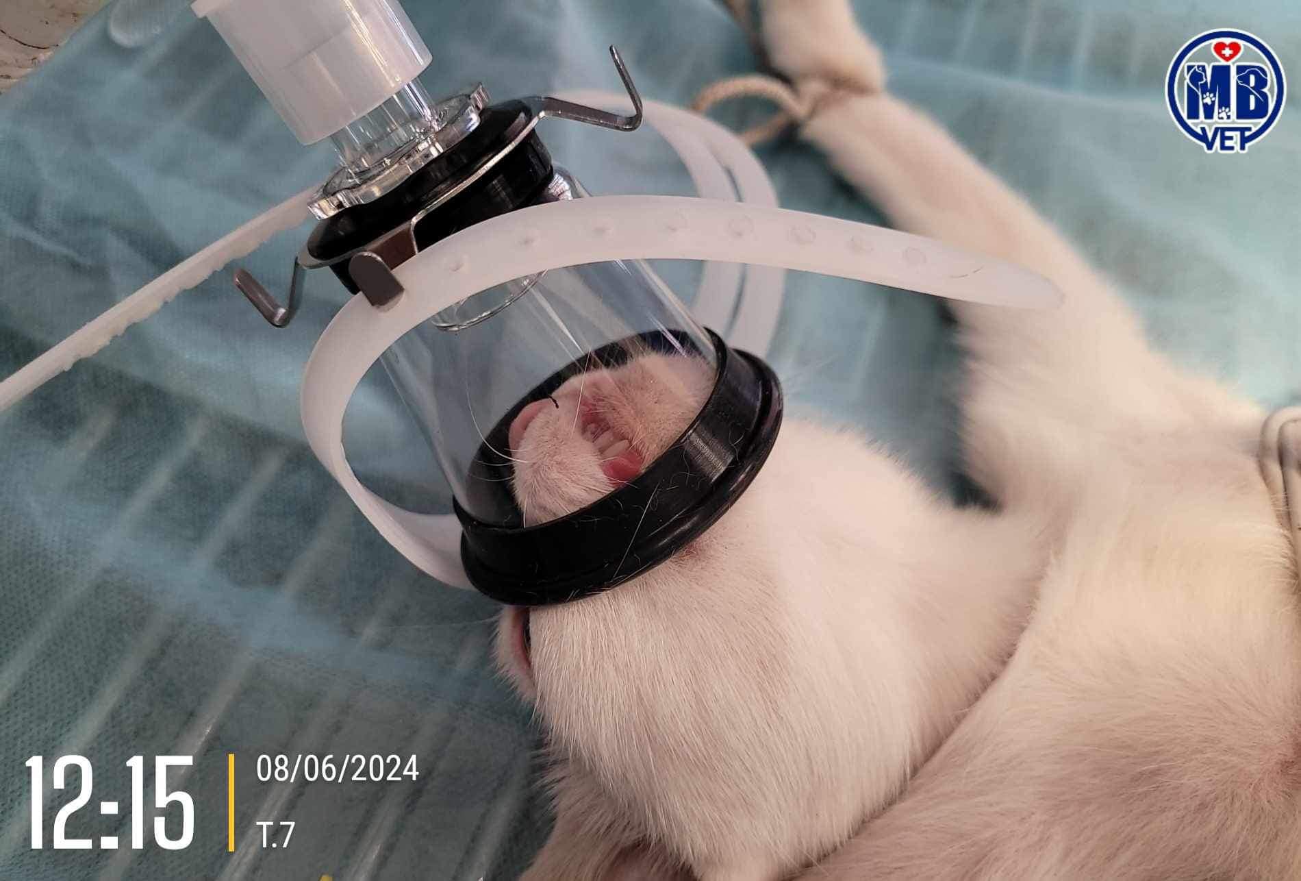 Bác sĩ thú y online