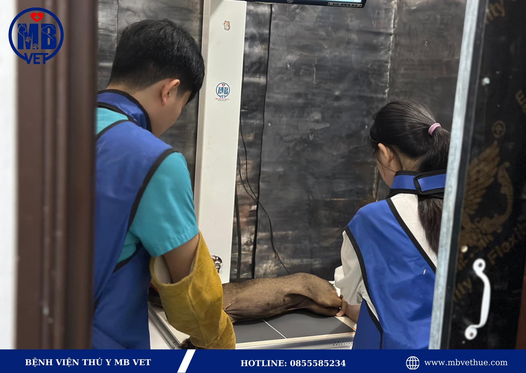 Bác sĩ thú y tại nhà