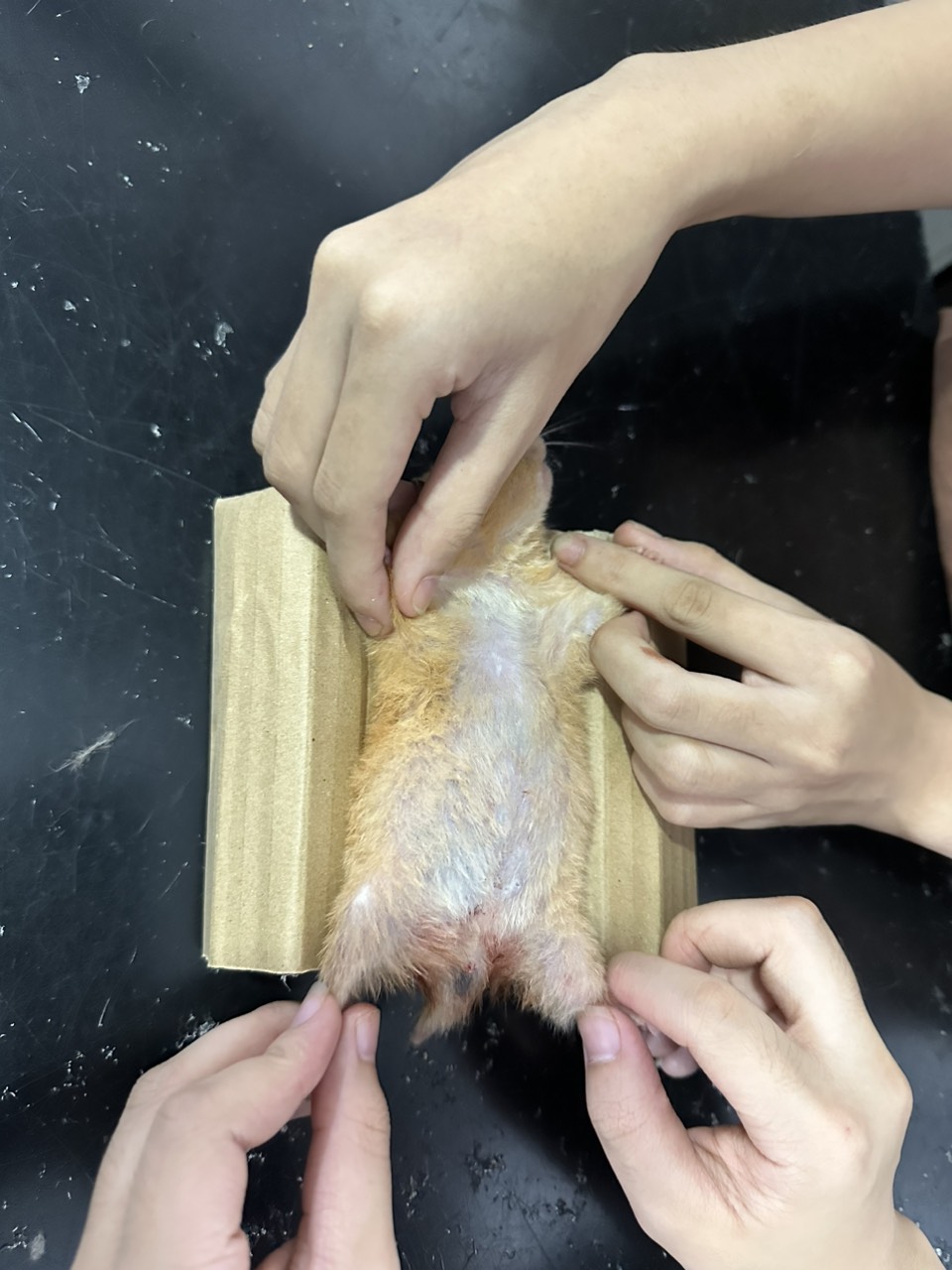 Bác sĩ thú y tại nhà