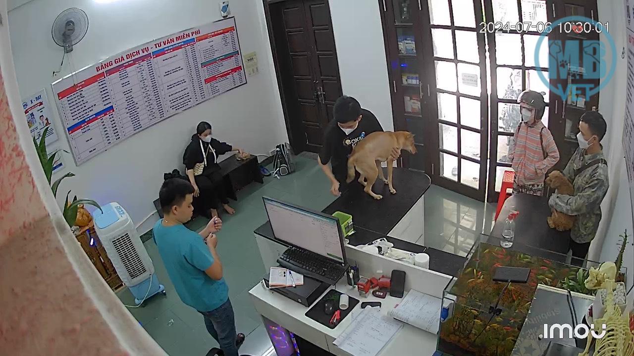 Dịch vụ thú y quanh đây