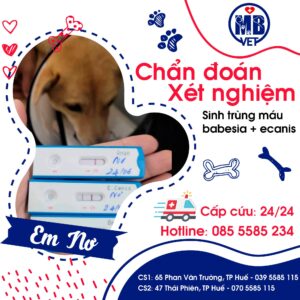 Dịch vụ thú y tại Huế