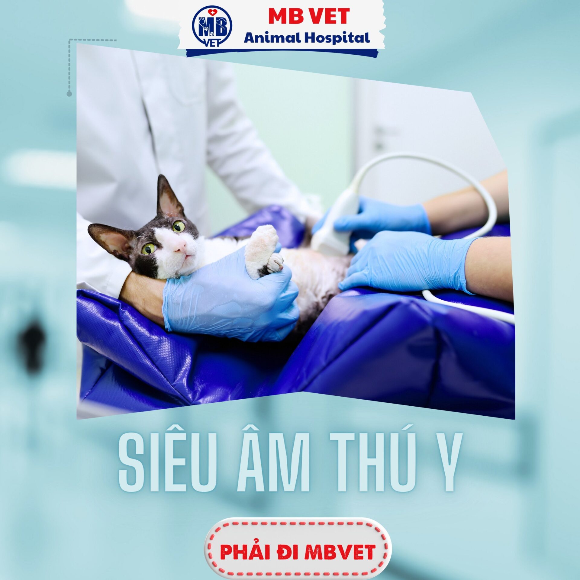 Dịch vụ thú y tại Huế
