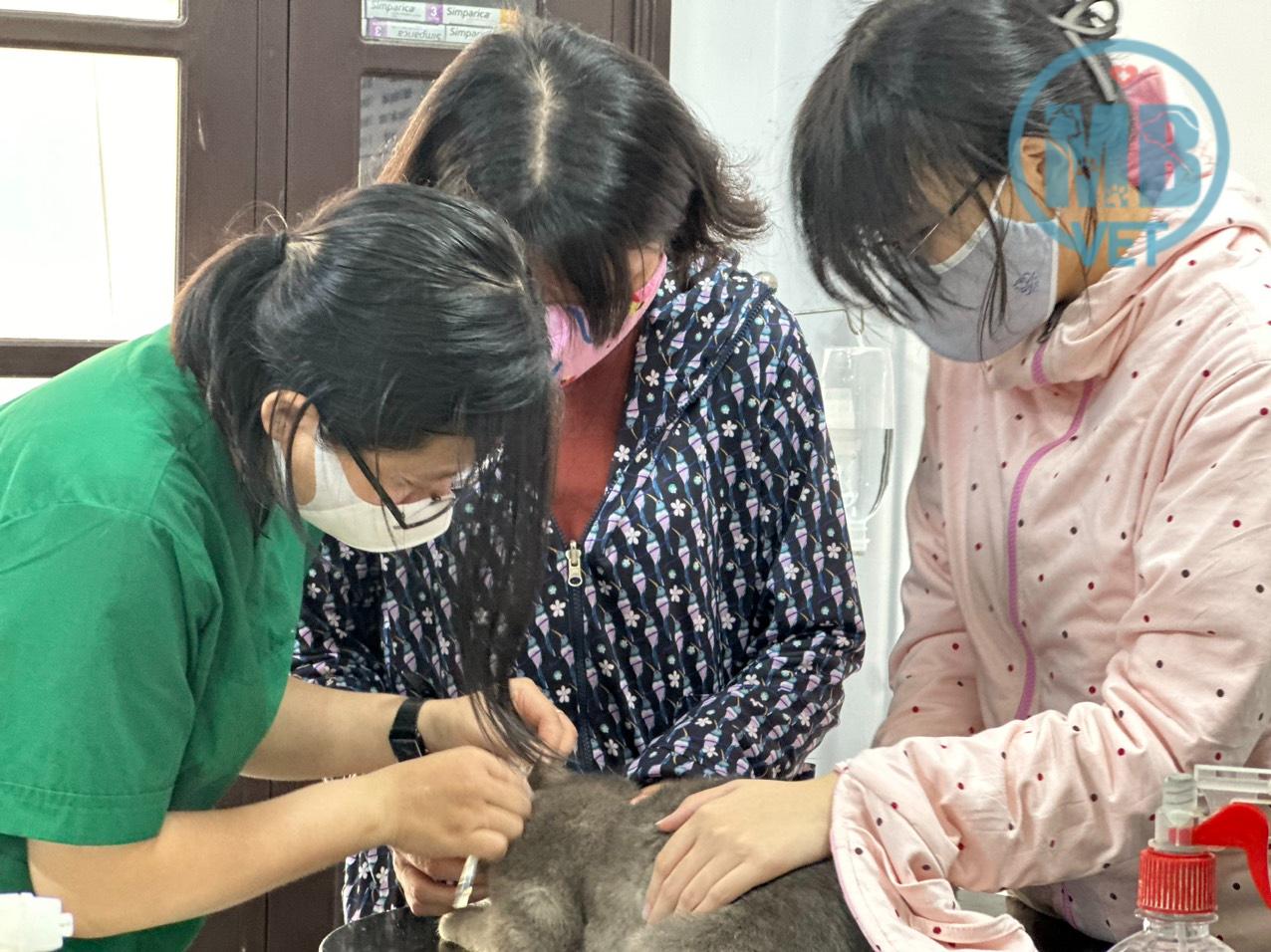 Giá khám thú y tại Huế