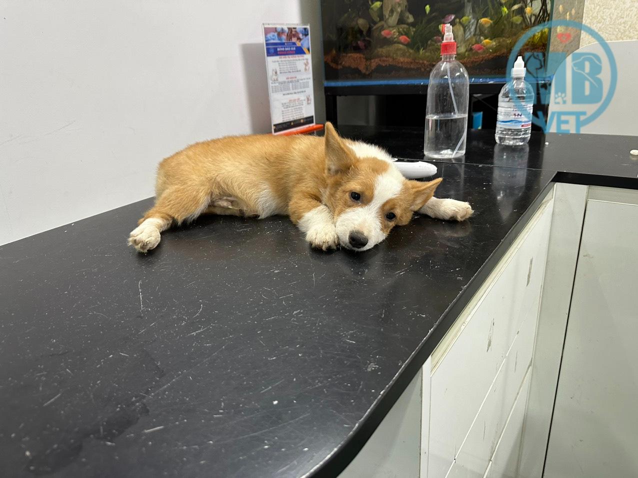 Giá khám thú y tại Huế