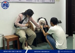 Giá khám thú y tại Huế