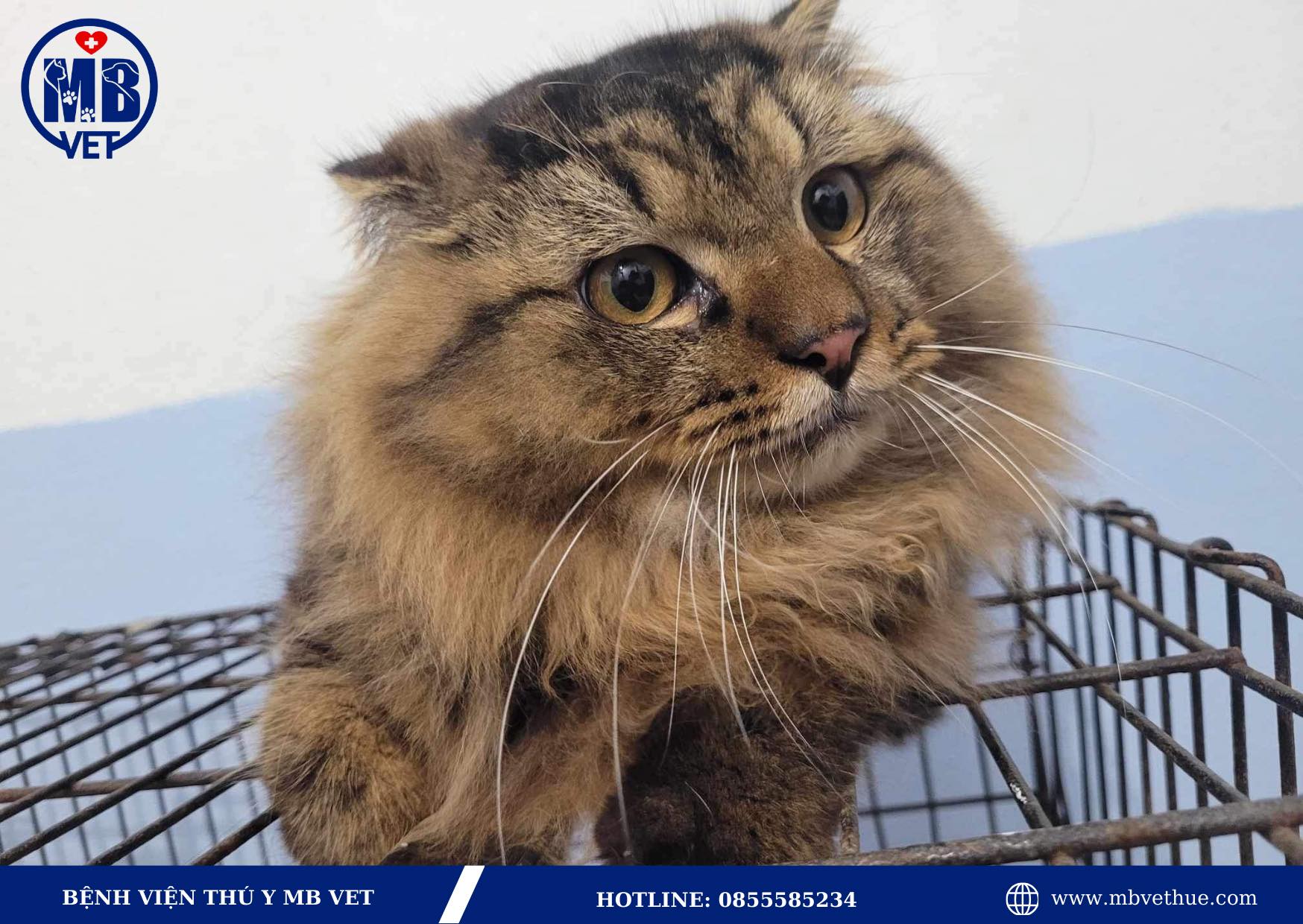 Khám và chữa bệnh chó mèo