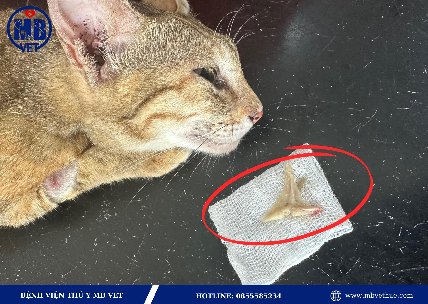 Khám và chữa bệnh chó mèo