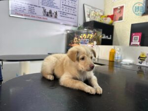 Shop Chó Mèo Ở Huế