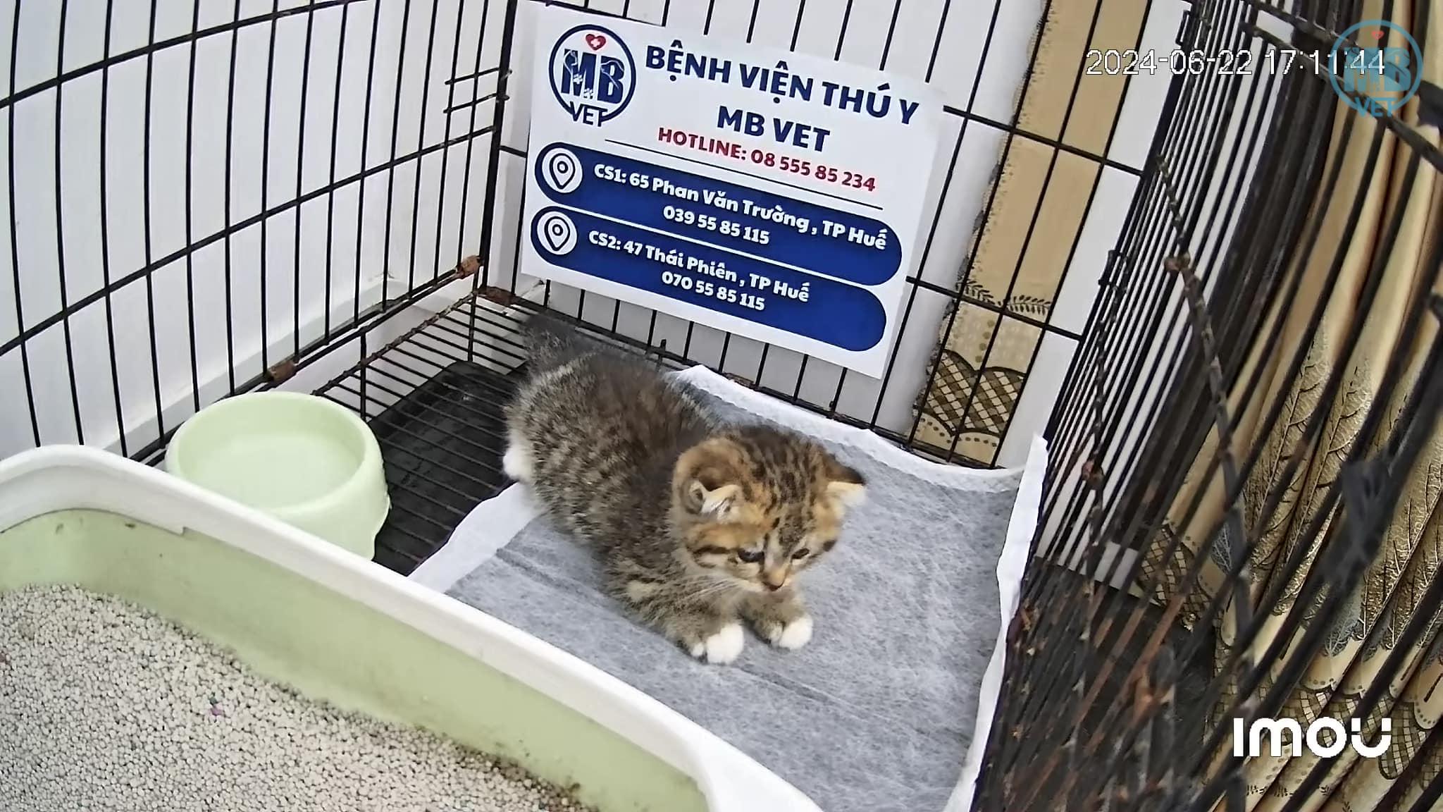 Shop Chó Mèo Ở Huế