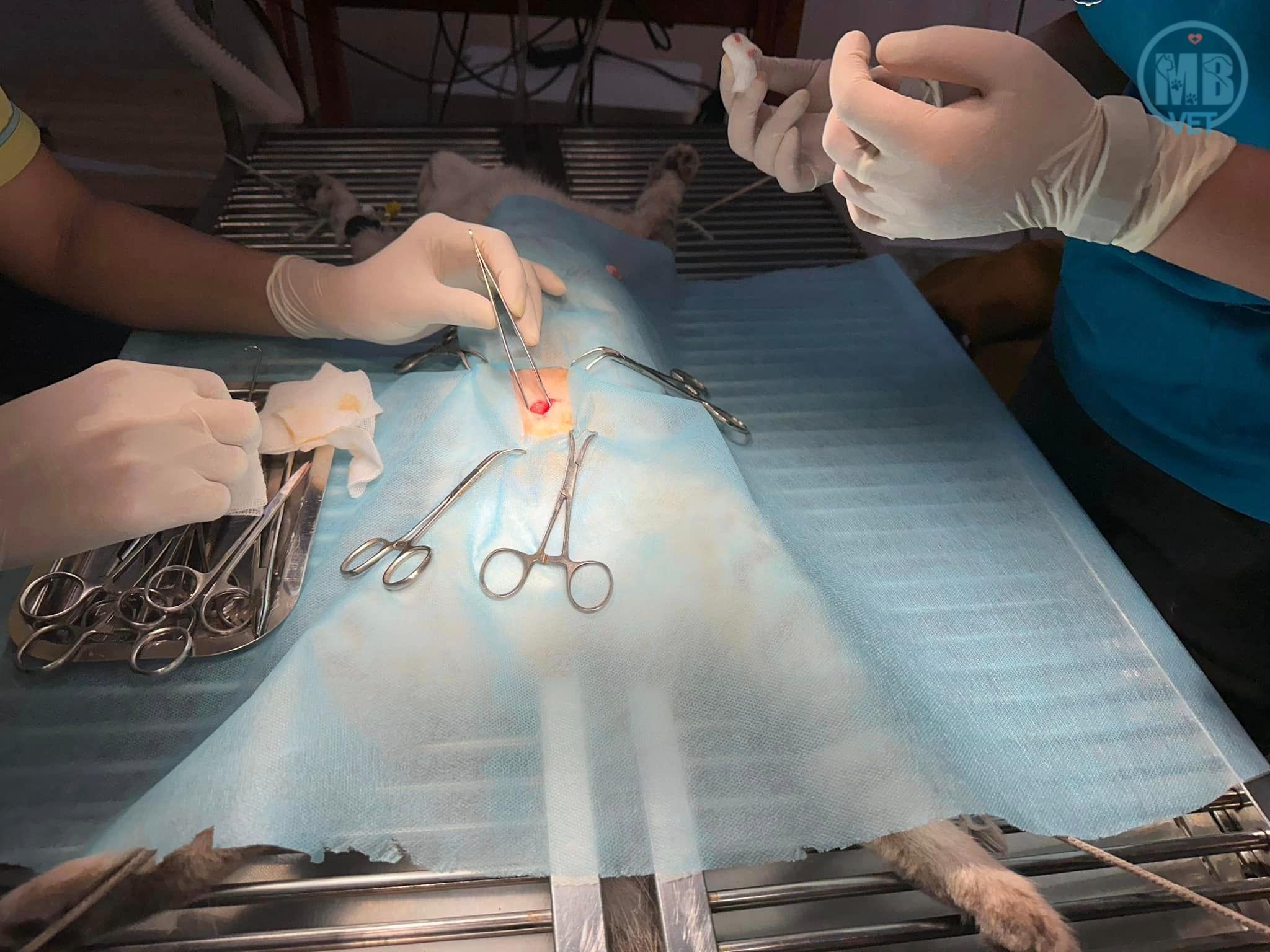 bác sĩ thú y 2424