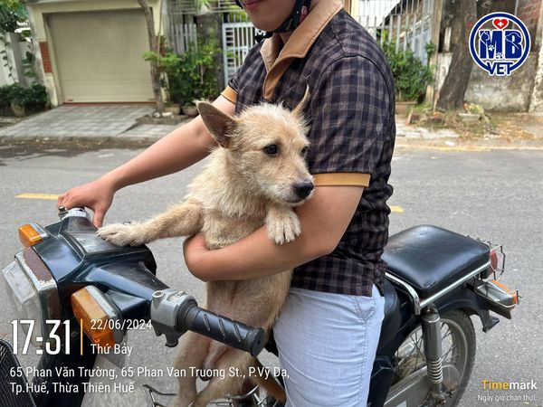 bác sĩ thú y tư vấn