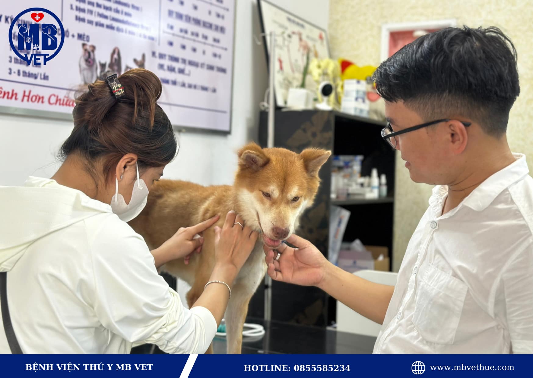 phòng khám thú y tại Huế uy tín