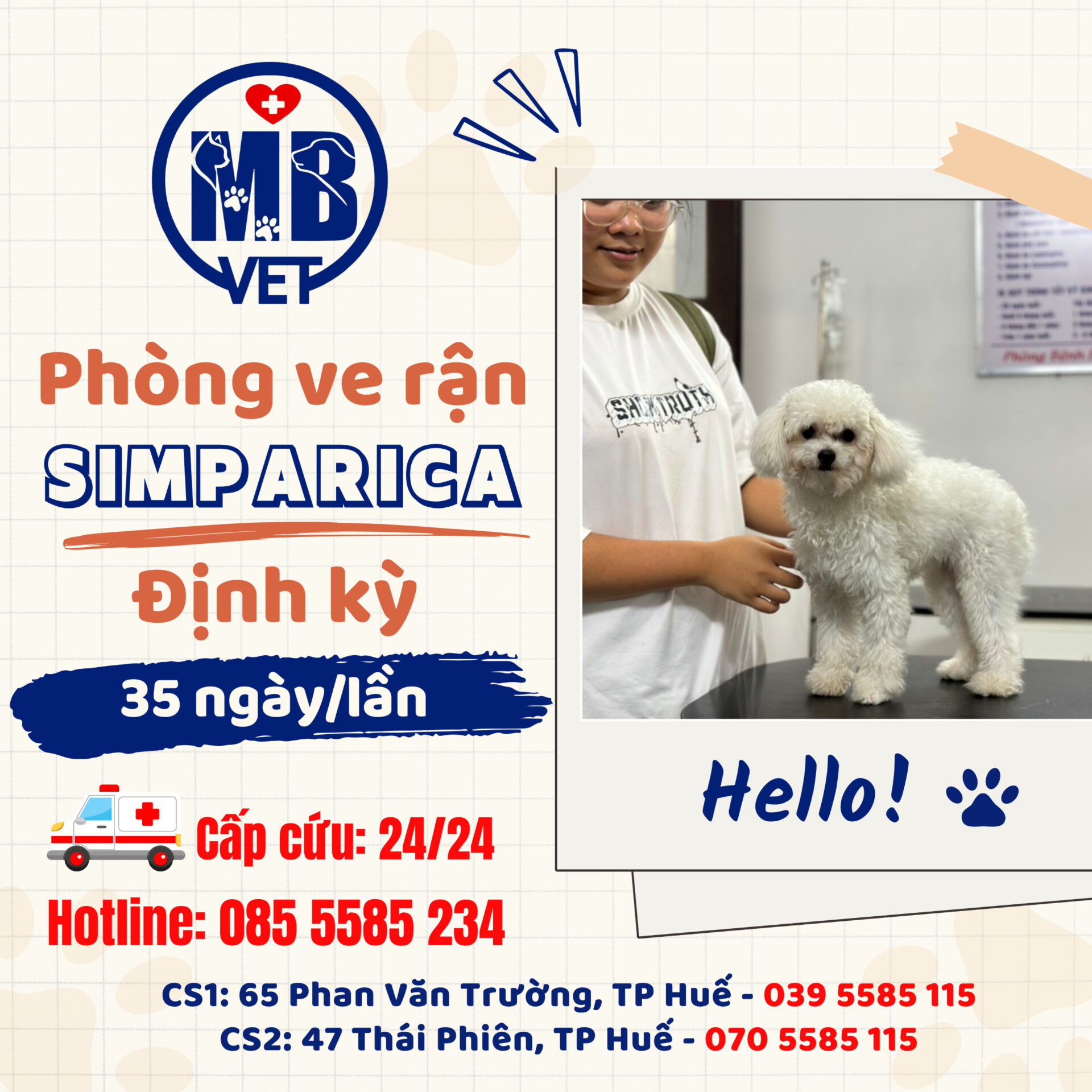 thú cưng tại Huế