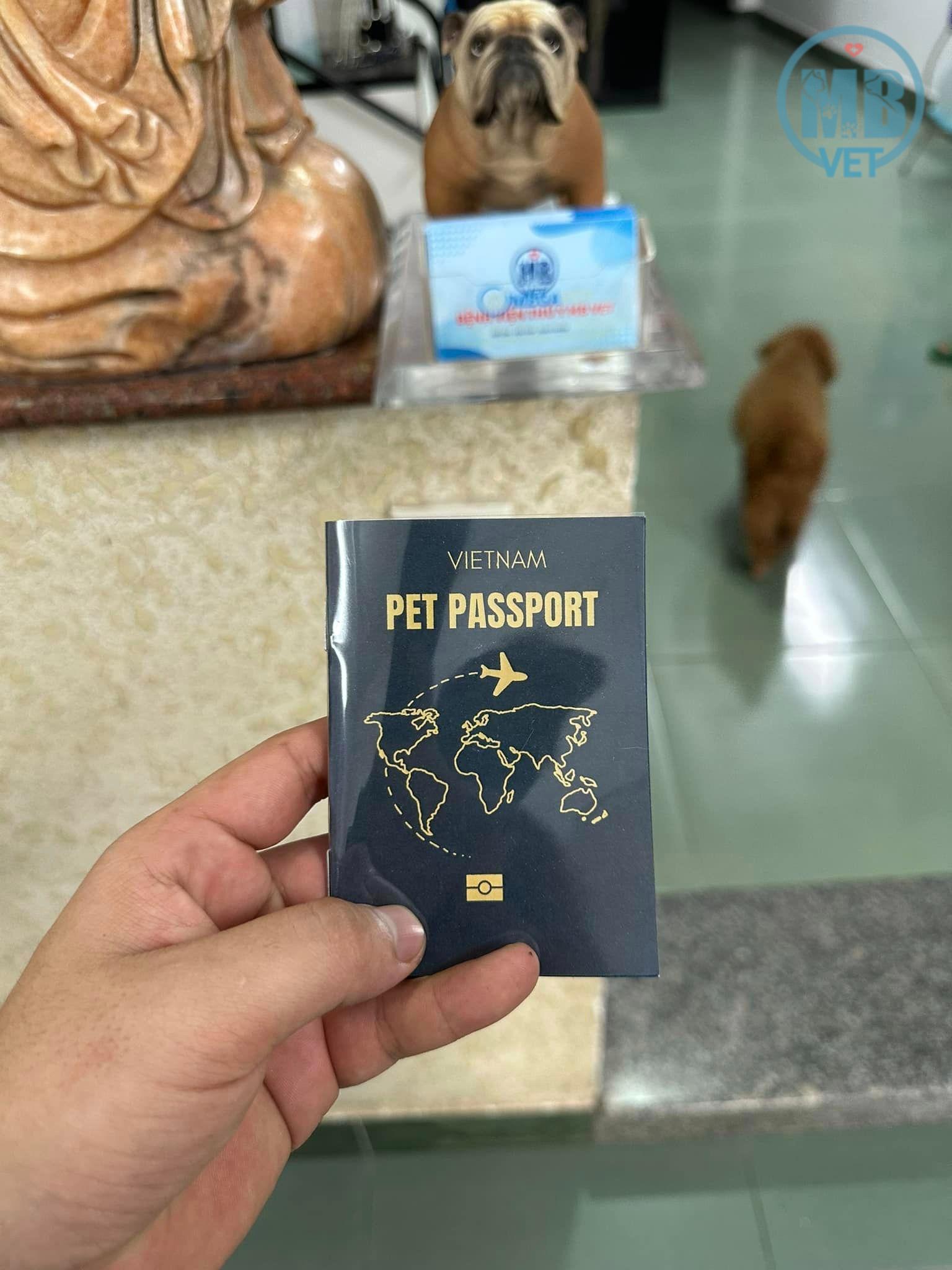 thú cưng tại Huế