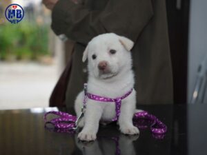 phong kham thu y phuong xuan phu