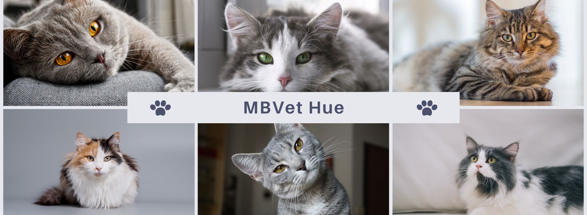 phòng khám thú y ở Huế