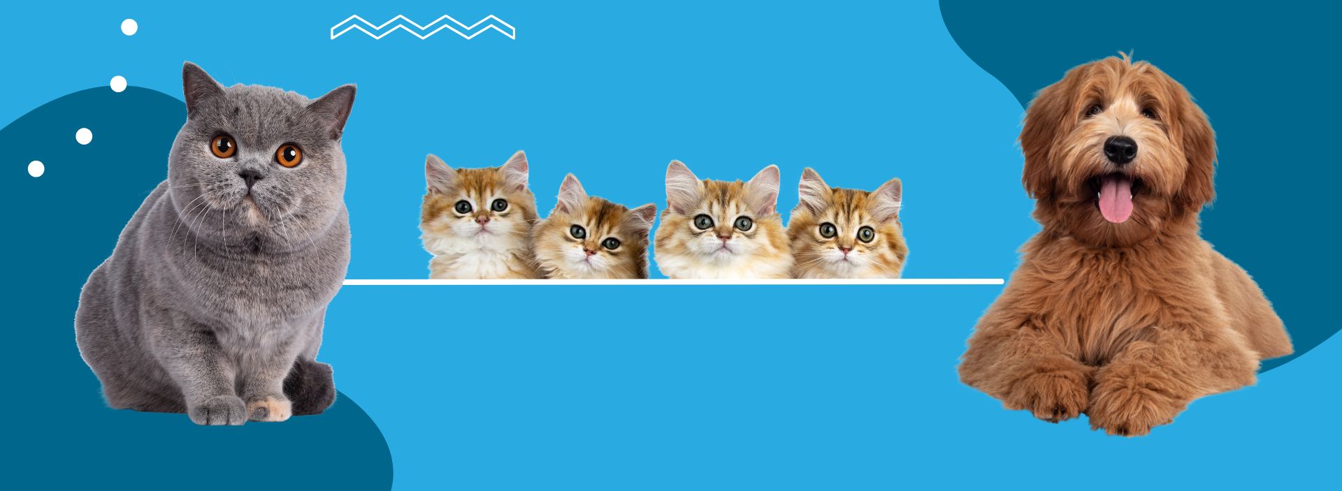 phòng khám thú y ở Huế