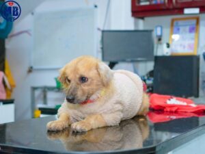 spa thu cung o an cuu