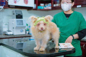 phong kham thu y uy tin tai phuong vy da