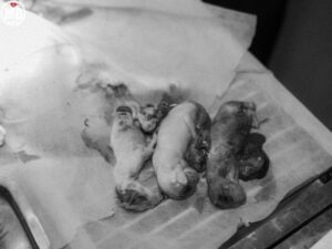 mo de cho thu cung uy tin tai phuong an cuu