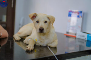 tiem phong cho thu cung phuong an cuu