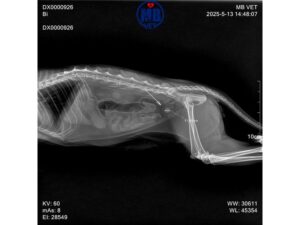 chup x quang thu cung