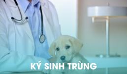 ky sinh trung