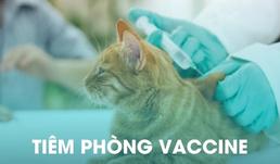 tiem phong vaccine